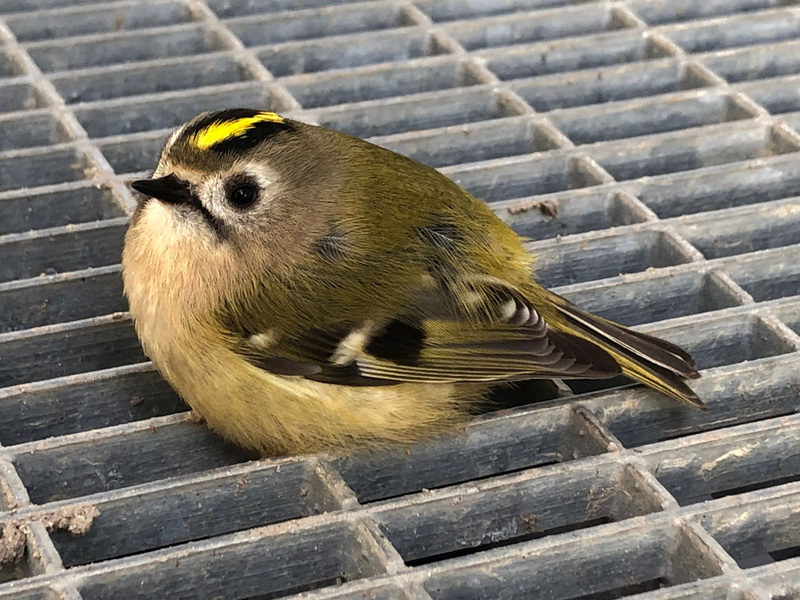 Echter Vogelbesuch im Don Bosco Kindergarten Baumkirchen