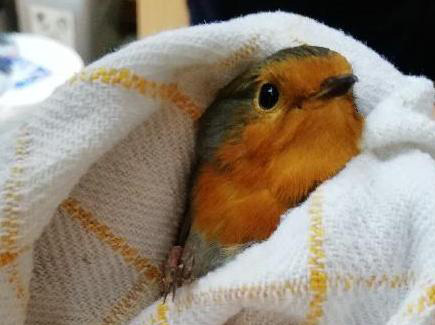 Echter Vogelbesuch im Don Bosco Kindergarten Baumkirchen